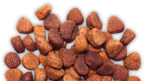 Dog Food 10 Dog Food 10